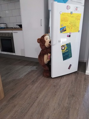 bear eating a twix candybar